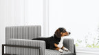 Dog resting on the PawLab elevated pet sofa with integrated stairs ramp
