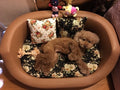 Solid wood washable dog bed